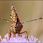 ' Le réveil du papillon "