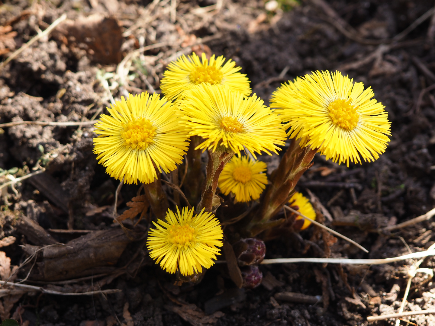 Le réveil du printemps