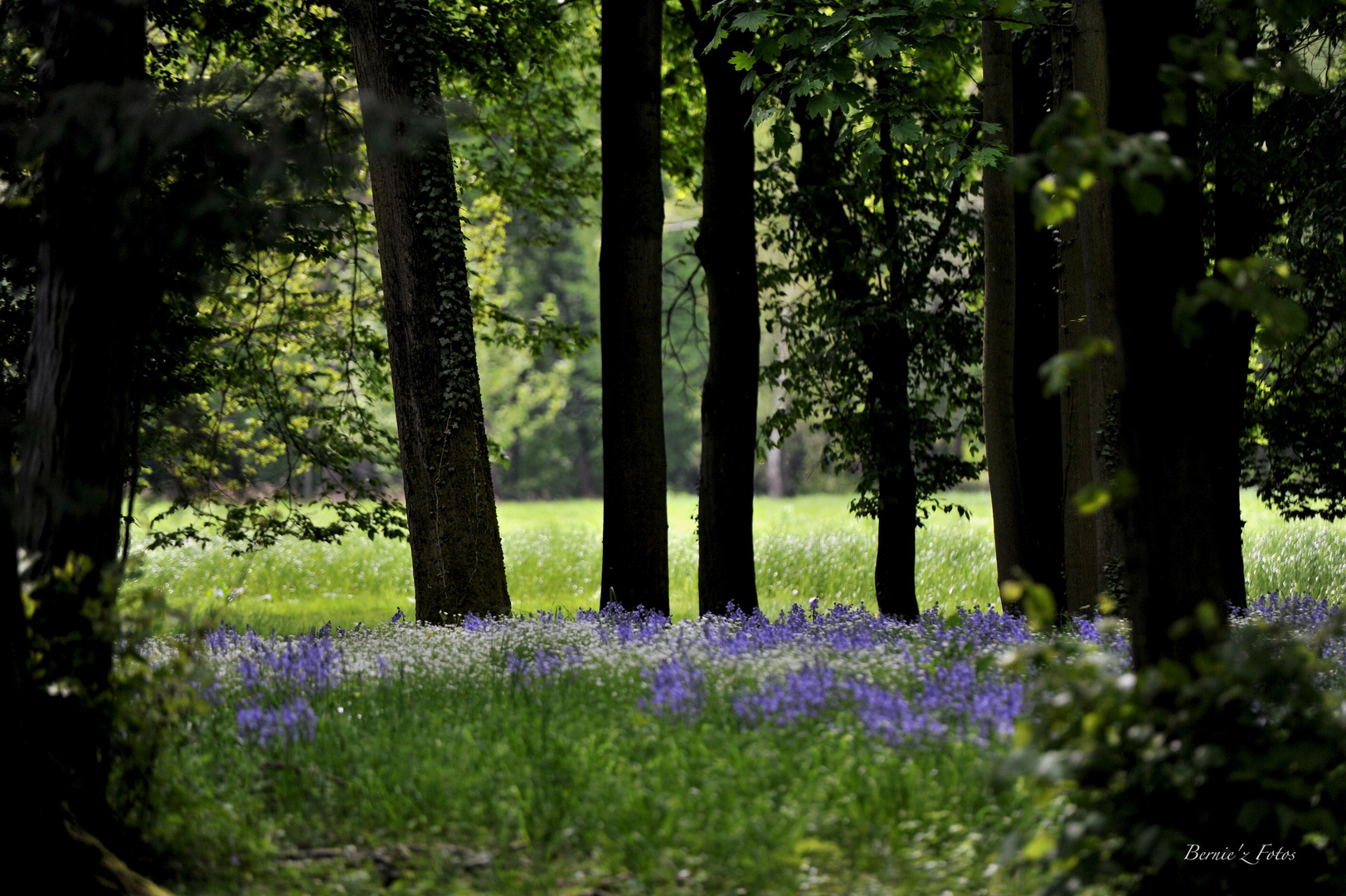 Le réveil du printemps