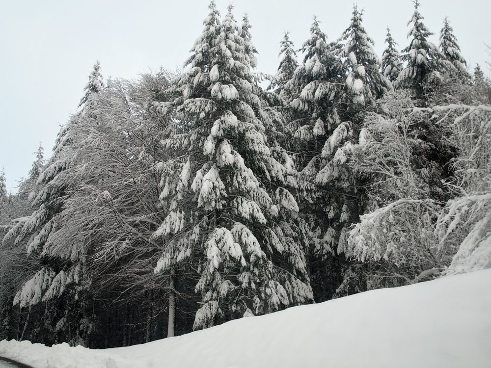 Le revermont sous la neige 1