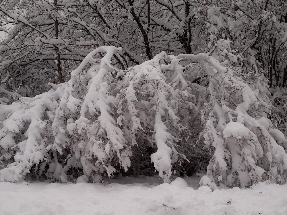 Le revermont sous la neige 5