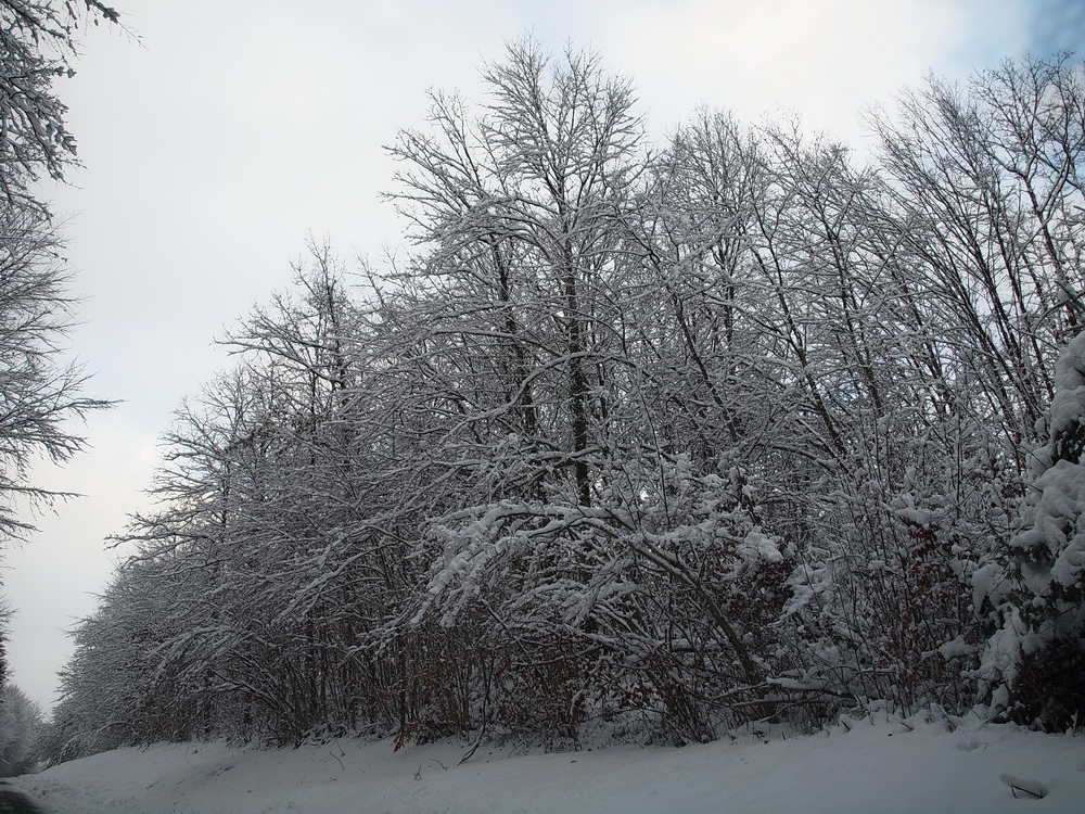 Le revermont sous la neige 7