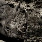 le Rhino  