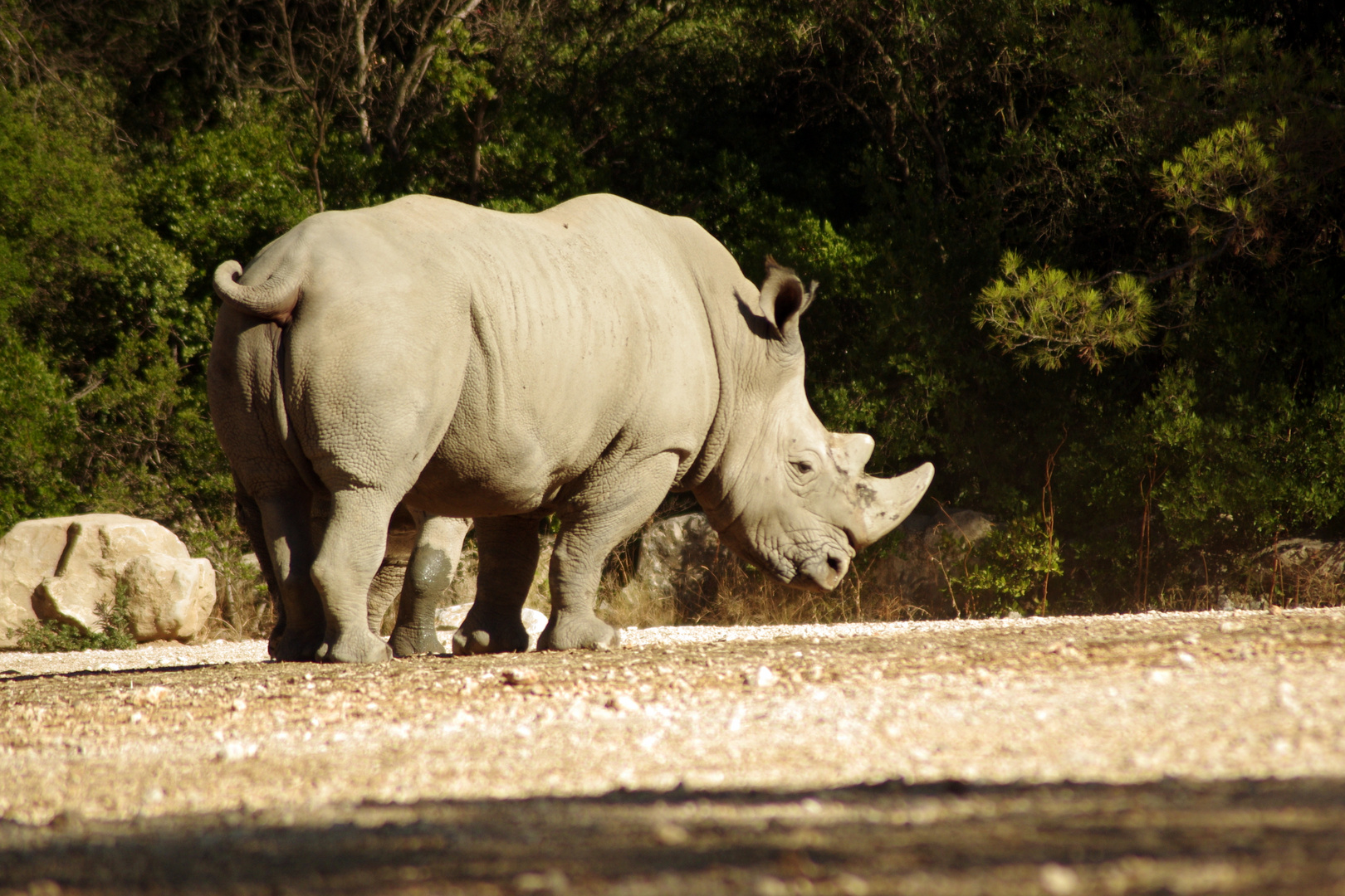Le rhinocéros du zoo de Montpellier ....