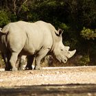 Le rhinocéros du zoo de Montpellier ....