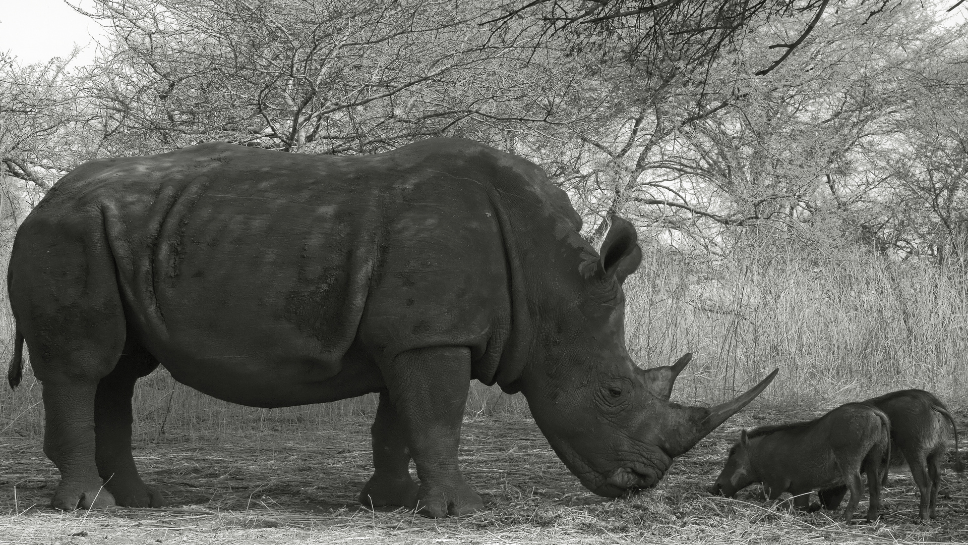 Le rhinocéros et les phacochères