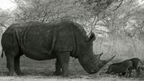 Le rhinocéros et les phacochères de PPJ 