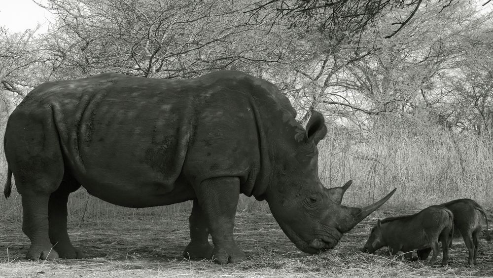 Le rhinocéros et les phacochères de PPJ 