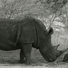 Le rhinocéros et les phacochères