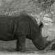 Le rhinocros et les phacochres