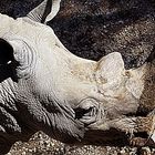 le rhinoceros