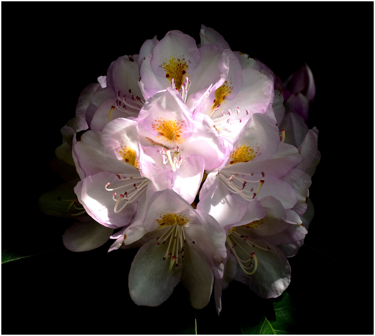 le Rhododendron de Cerisy 