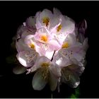 le Rhododendron de Cerisy 