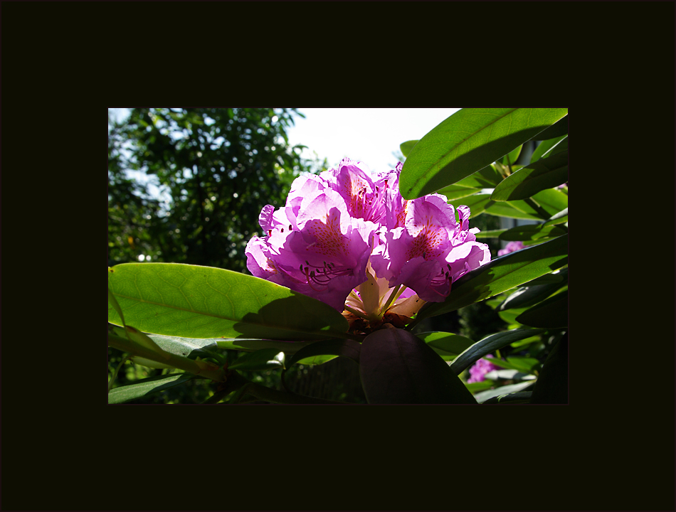 le rhododendron