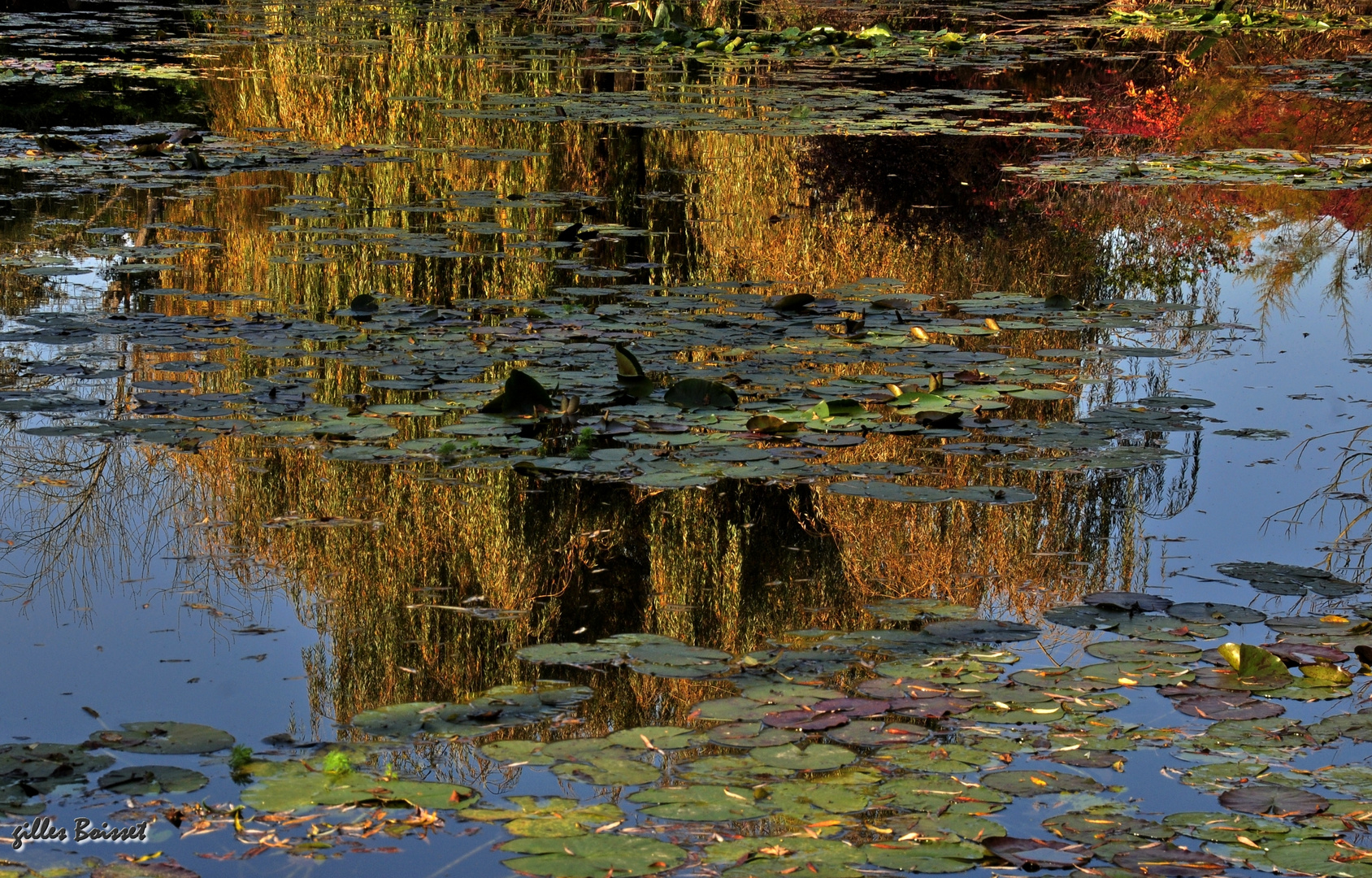 le rideau dans l'eau