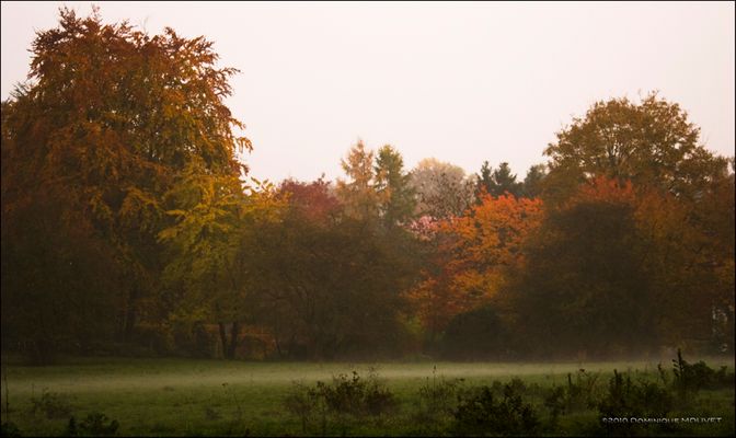 le rideau de brume descend lentement sur la prairie.....