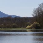 Le ried au printemps