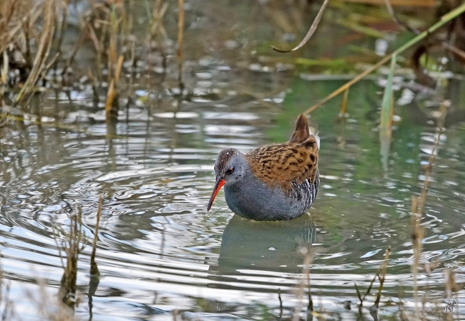 Le râle d'eau