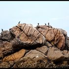 Le rocher aux Cormorans