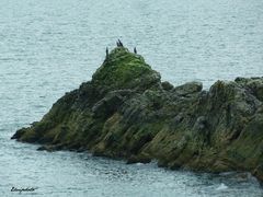 Le rocher aux cormorans 