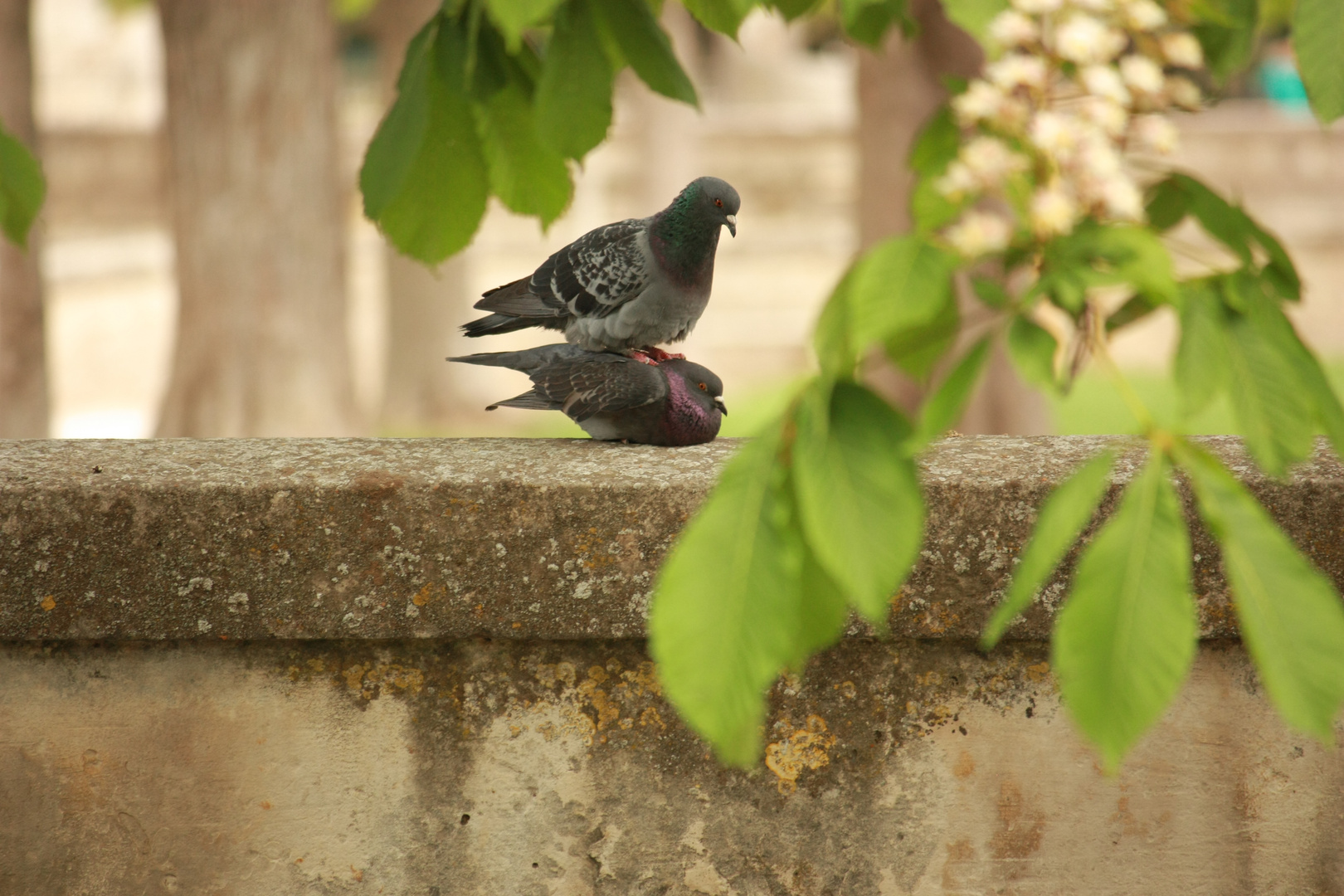 Le rodeo du pigeon