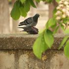 Le rodeo du pigeon