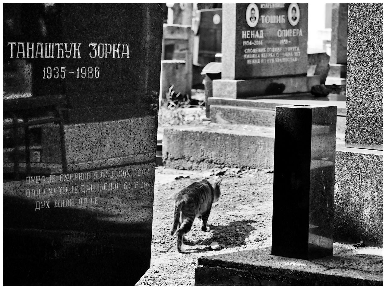 Le rôdeur du cimetière