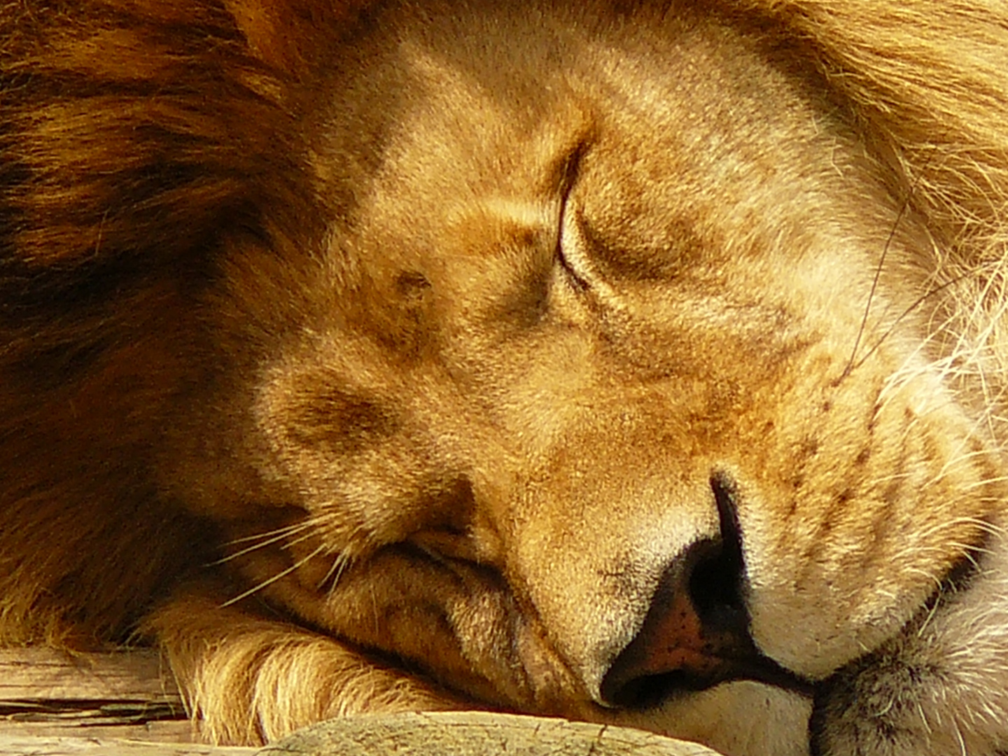 Le roi au repos....