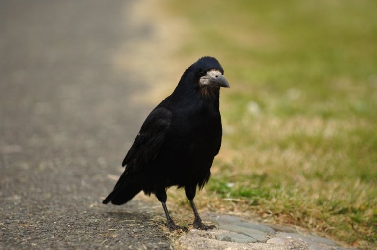 Le Roi Corbeau