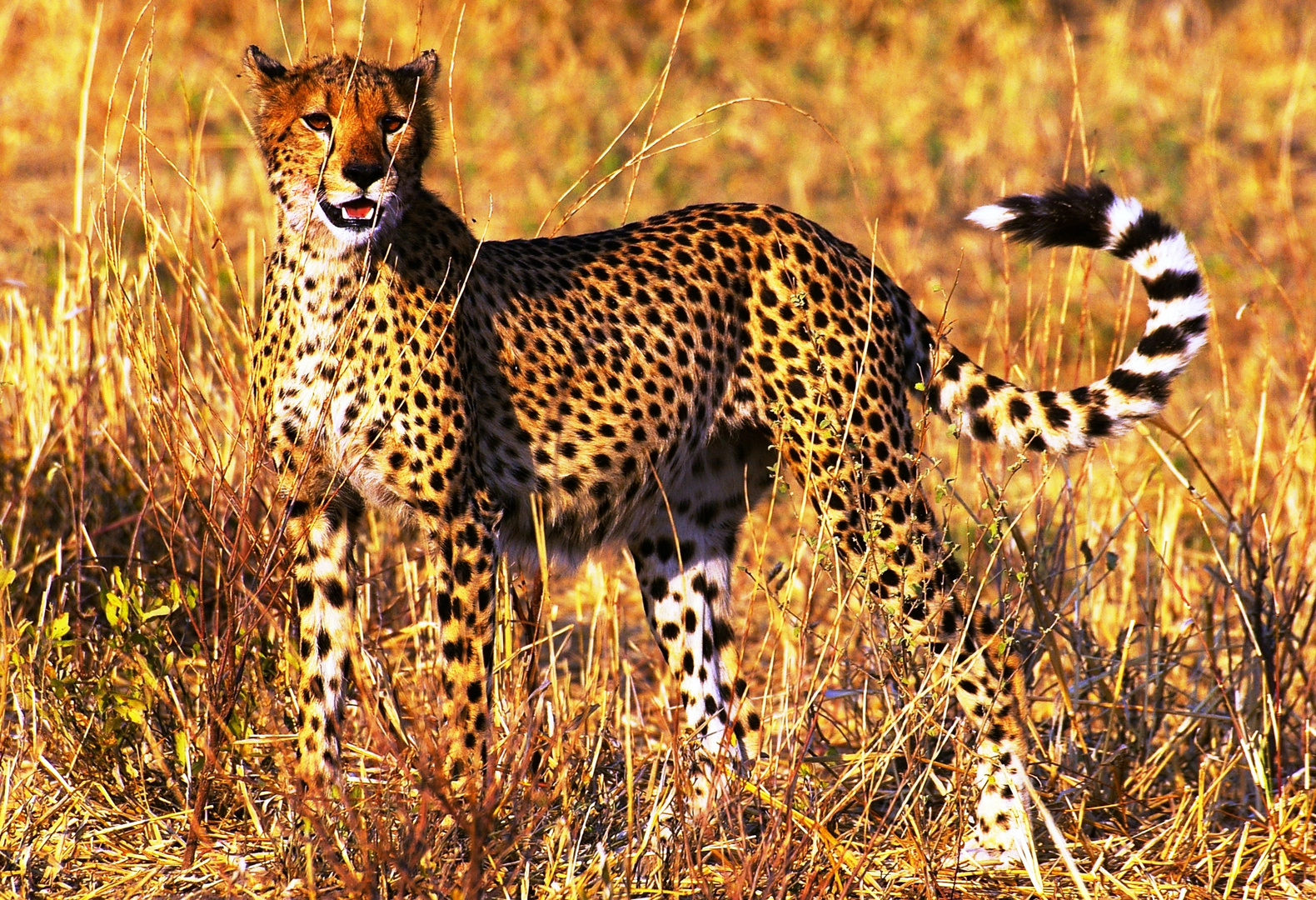 Le roi de la course....le guépard, parc du Serengeti, Tanzanie