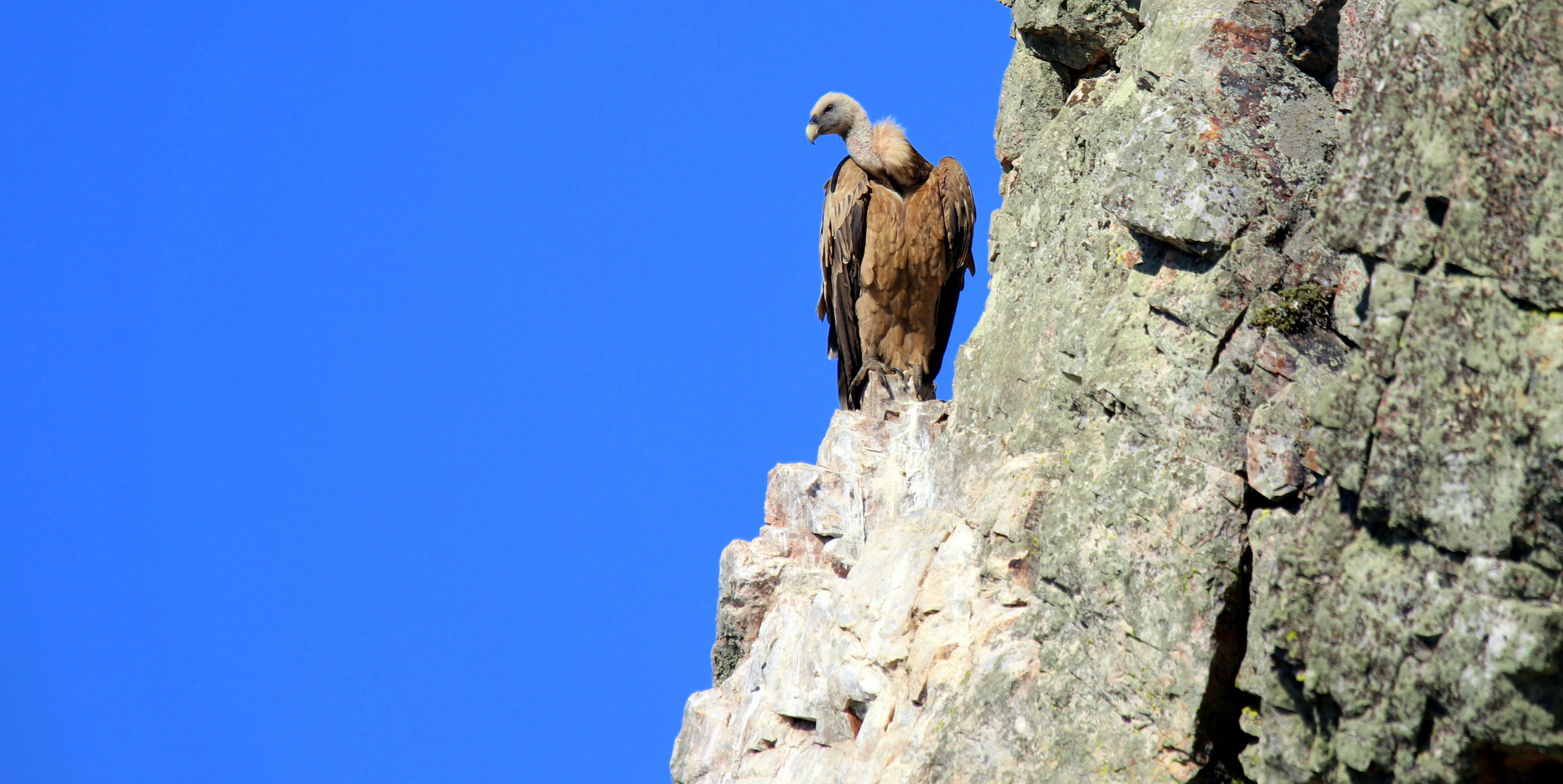 Le roi de la falaise