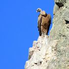 Le roi de la falaise