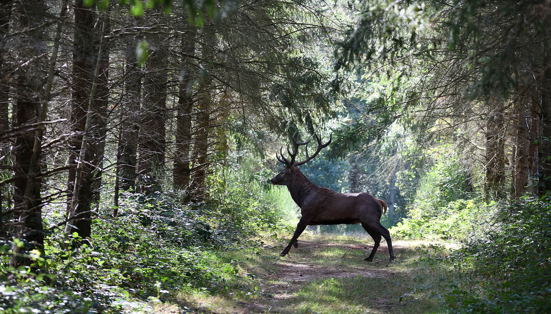 Le Roi de la Forêt