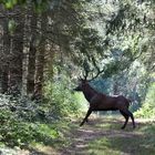 Le Roi de la Forêt