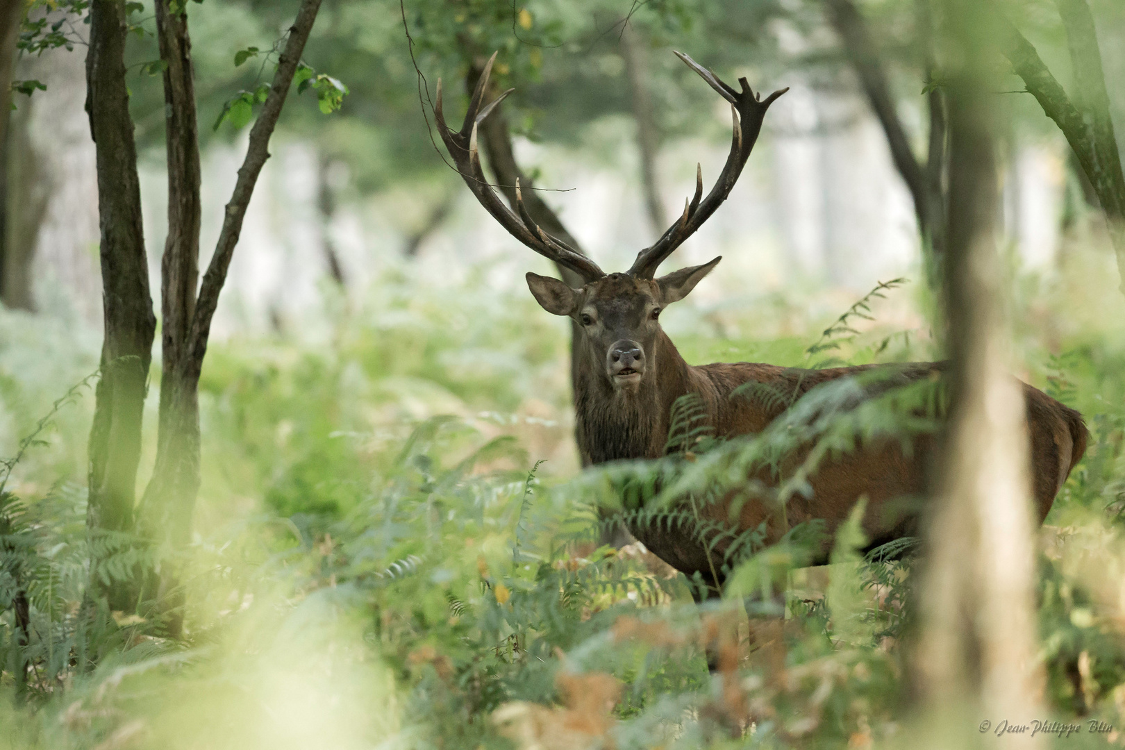 Le roi de la forêt