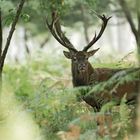 Le roi de la forêt