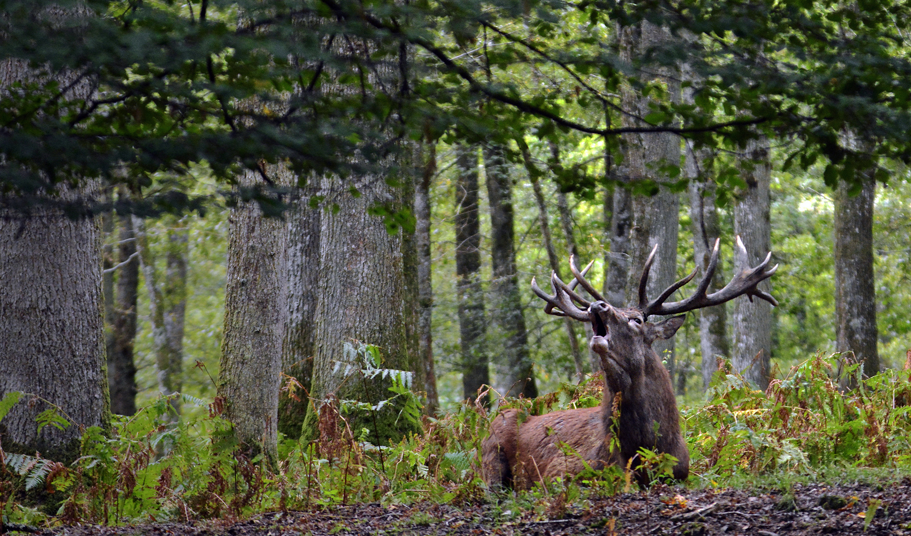 Le roi de la forêt. photo et image nature, animaux, cervidés Images