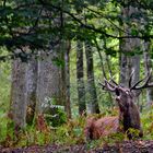 Le roi de la forêt.