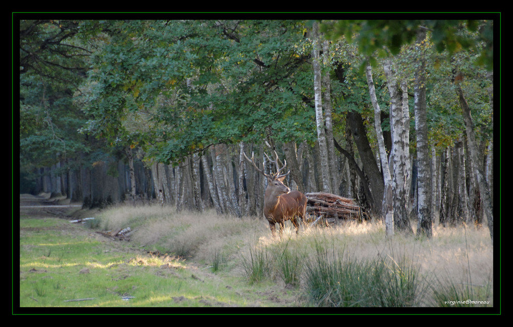 Le roi de la forêt...