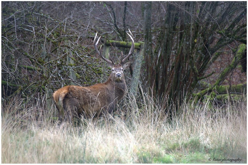 Le roi de la forêt