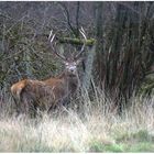 Le roi de la forêt