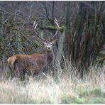 Le roi de la forêt