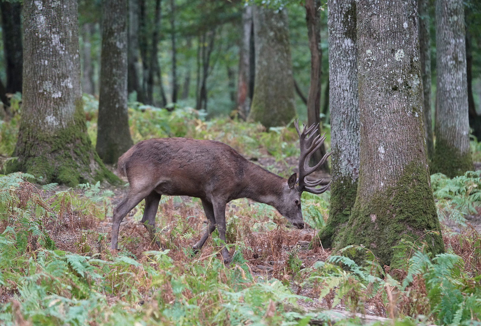 Le roi de la forêt en automne...