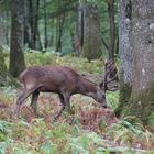 Le roi de la forêt en automne...