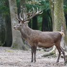 Le roi de la forêt ... en impose !!!!!