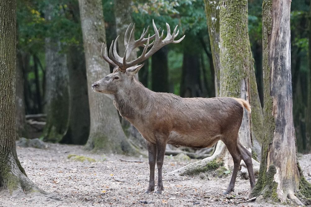 Le roi de la forêt en impose !!!!! photo et image nature, animaux, oiseaux Images
