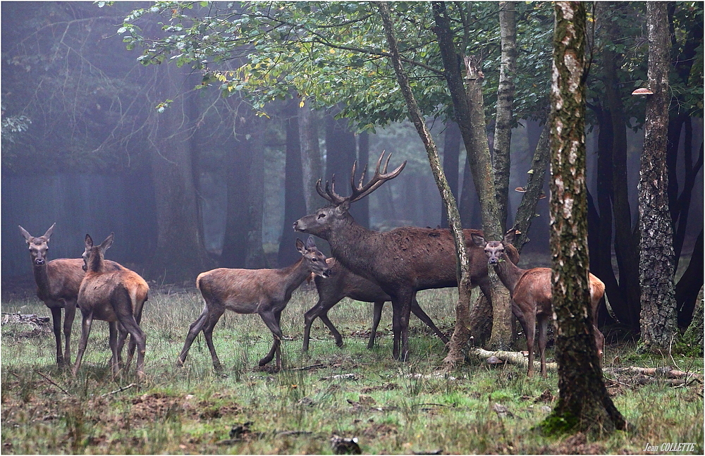 " Le Roi de la forêt entouré de ses favorites "