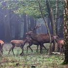 " Le Roi de la forêt entouré de ses favorites "