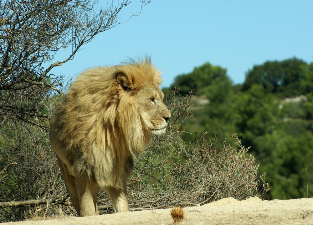 le roi de la jungle..