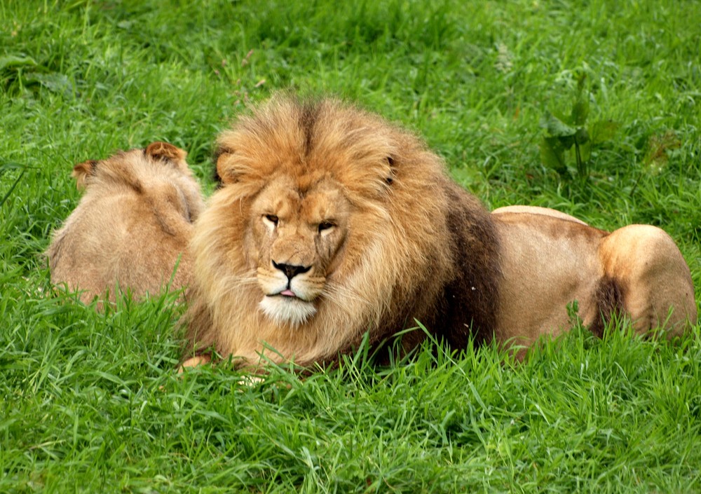 Le roi de la jungle photo